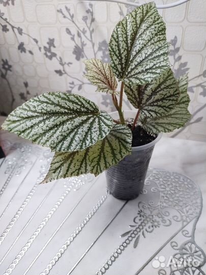 Бегонии сортовые