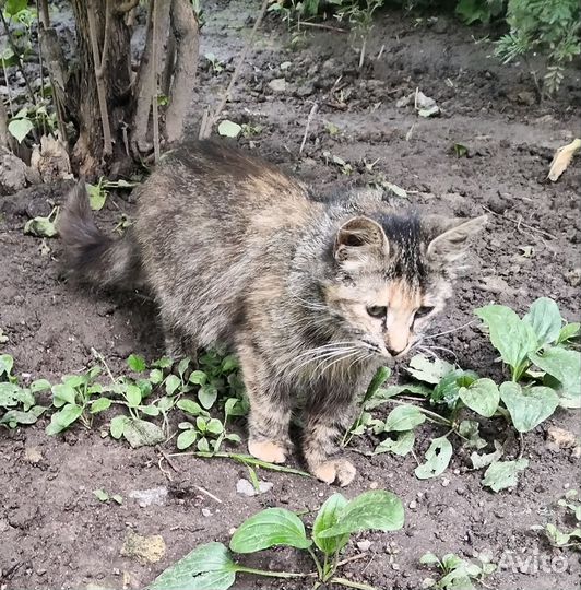 Пушистая трёхцветная кошечка