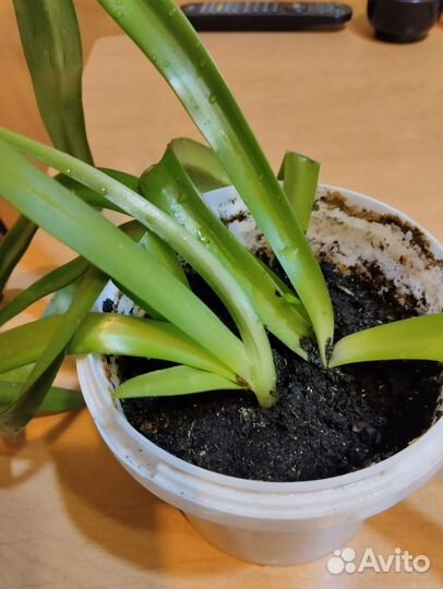 Гиппеаструм