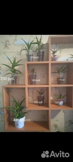 Алоэ лечебный