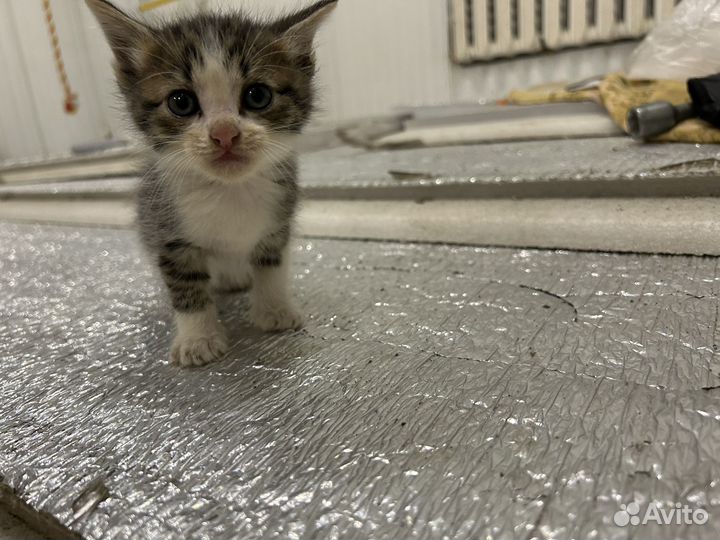 Котята в добрые руки бесплатно