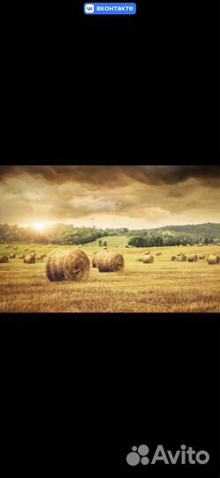 Сено в рулонах 2023
