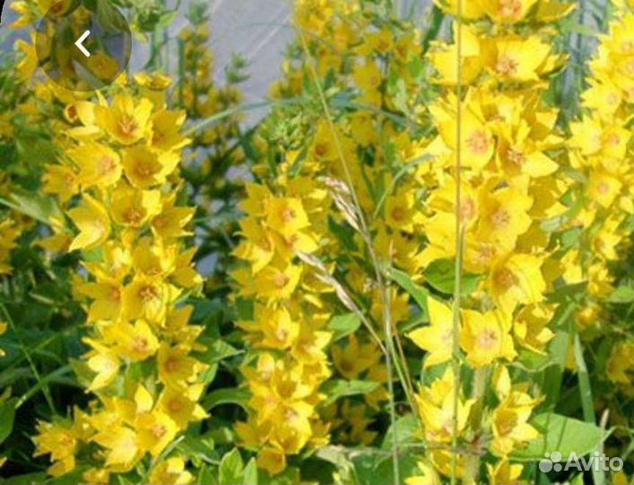 Цветы Вербейник, флокс шиловид, ландыш