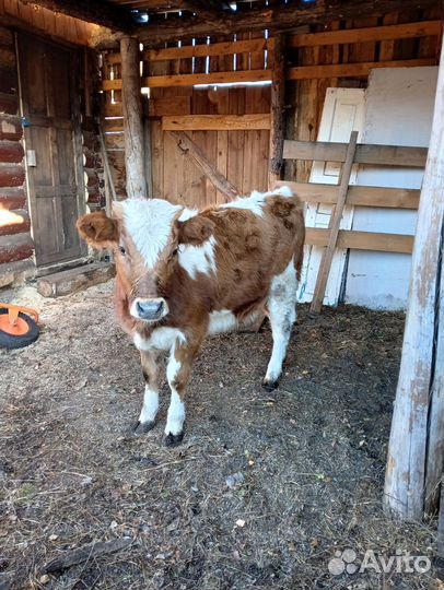 Корова дойная