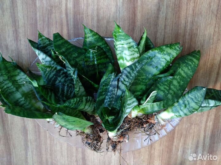 Сансевиерия. 1 детка