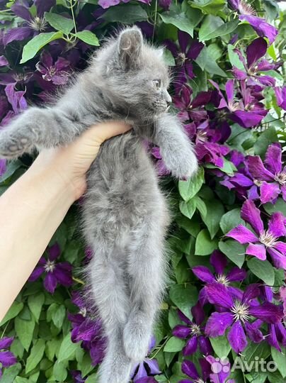 Кошечка в добрые руки