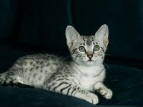 Котята породы - "Египетская Мау"