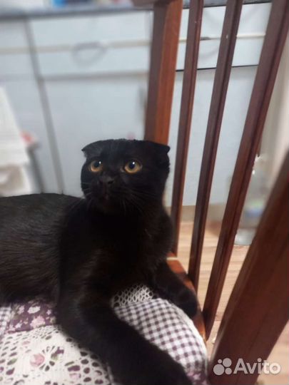 Котята шотландцы