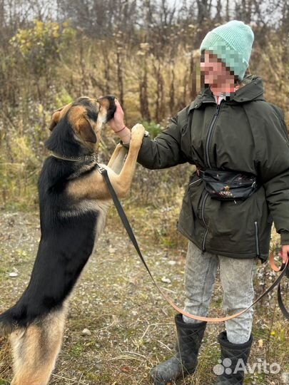 Собака