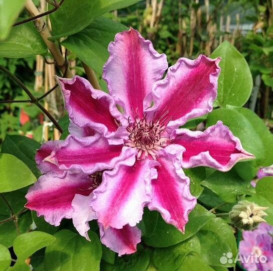 Продаются клематисы окс (открытая корневая )