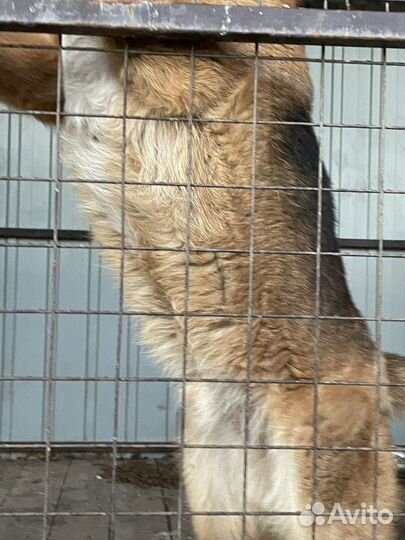 Крупная Собака в добрые руки