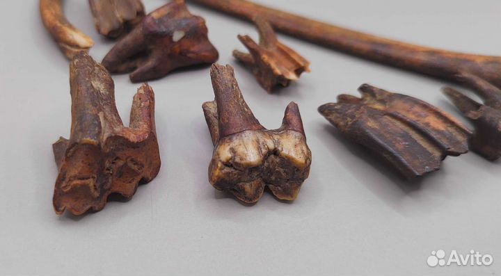 Зубы и кости древних животных / Окаменелости