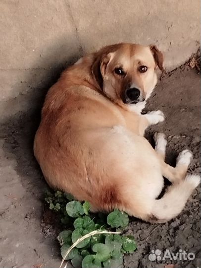 Собаки ищут дом