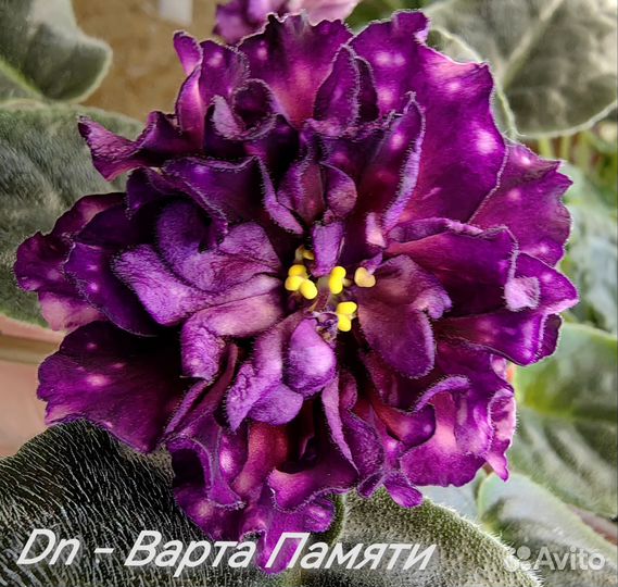 Цветы Фиалки