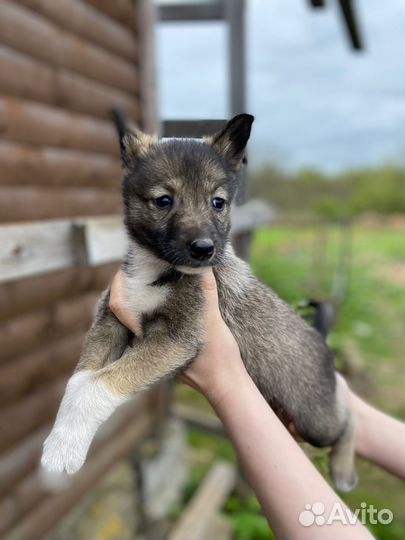 Щенки западно сибирской лайки