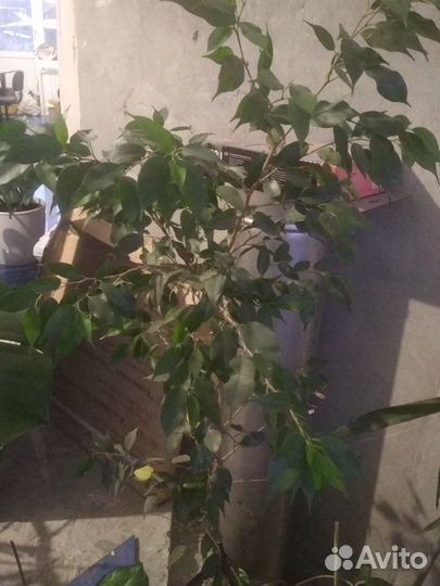 Комнатные растения