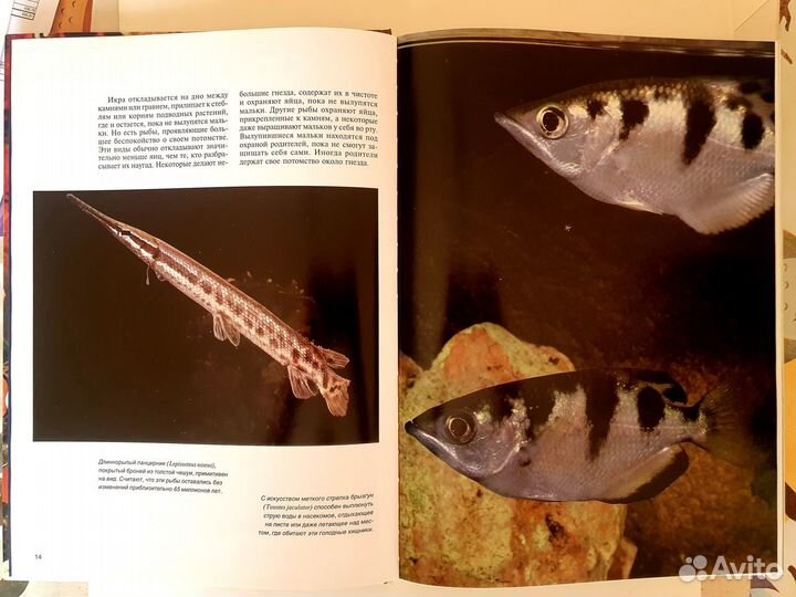 Аквариумные рыбки Э.Клив