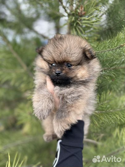 Щенки шпица