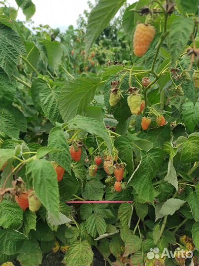 Клубника, малина, ежевика, ежемалина