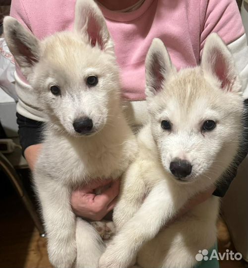 Щенки хаски