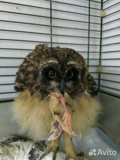 Суточный цыпленок на корм