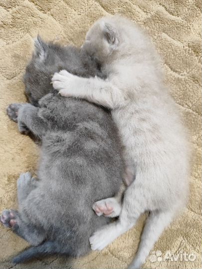 Британские котята