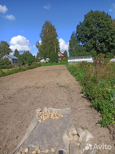 Картофель диетический Аметист