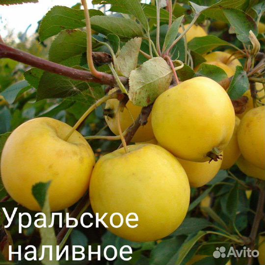 Саженцы Яблони с зкс и окс