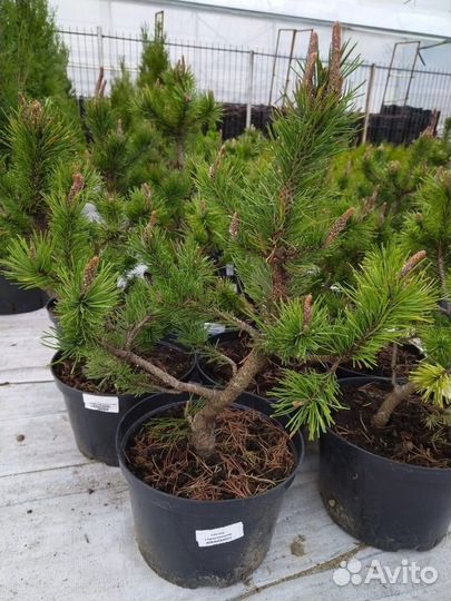 Широкий ассортимент хвойников