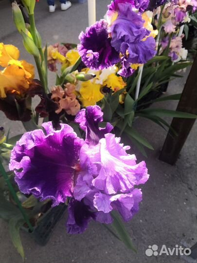 Ирисы бородатые