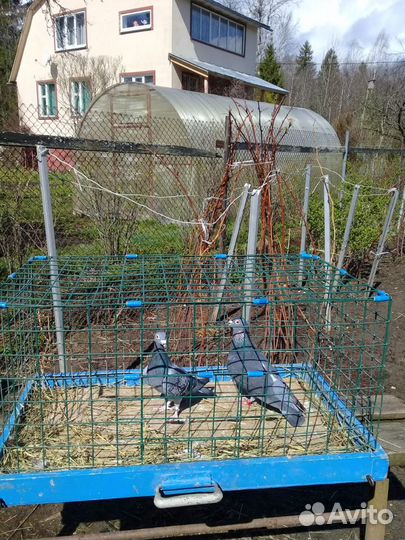Голуби на свадьбу + продажа голубей