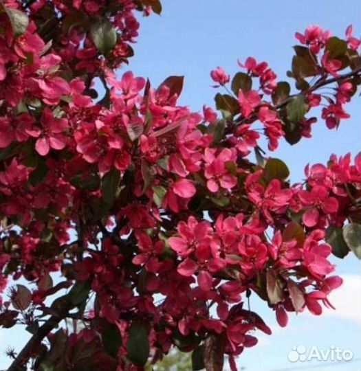 Саженцы яблони Скарлет