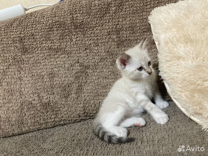 Отдам котят – очаровашек