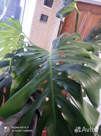 Толстянка монстр