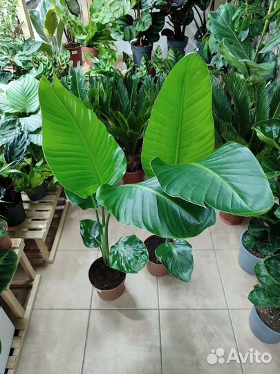 Стрелиция Николая высотой 102 см