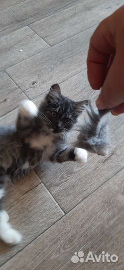 Котенок в дар бесплатно