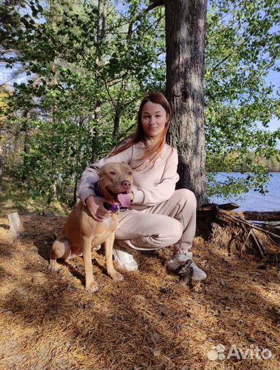 Догситтер / Передержка собак в Мурино