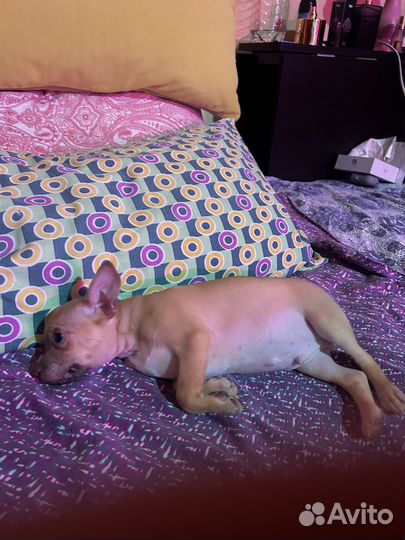 Щенки тойтерьер мини