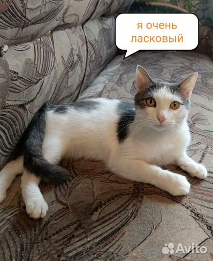 Котик подросток
