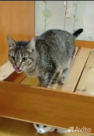 Кошечка Мия ищет дом