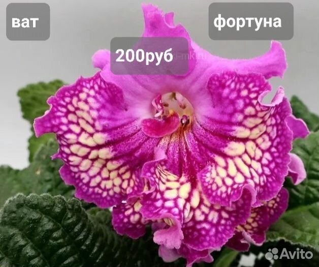 2. Стрептокарпусы сортовые