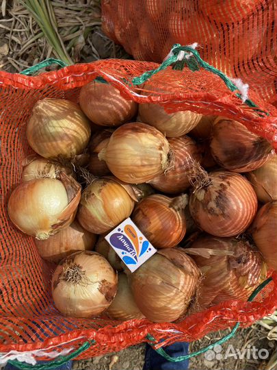 Лук репчатый оптом