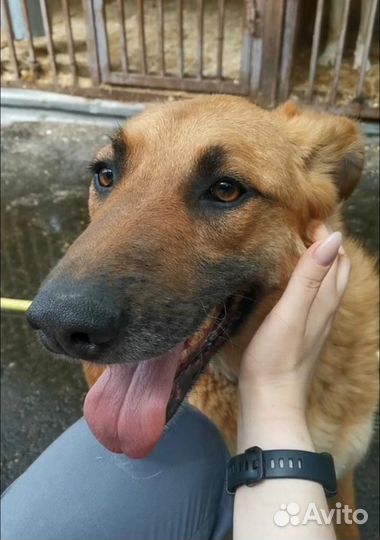 Собака в добрые руки