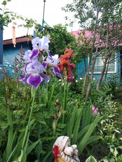 Дача 35 м² на участке 7 сот.