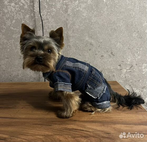 Комбез для животных