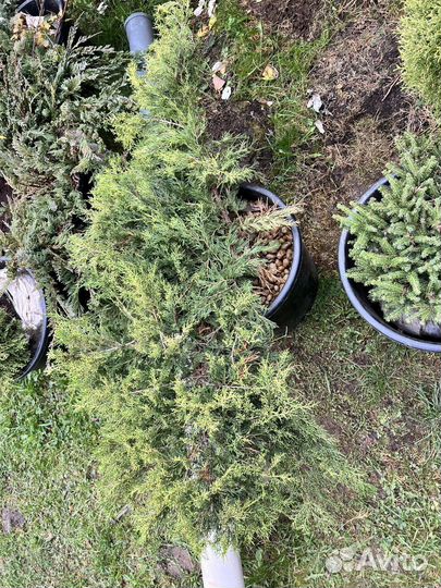 Можжевельник казацкий зеленый