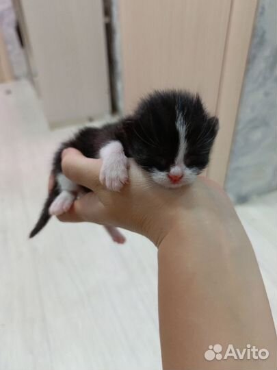 Домашние животные котята