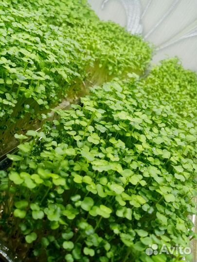 Микрозелень, Саратов