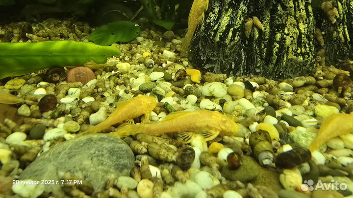 Продам рыбок Анцыструс прилипалы
