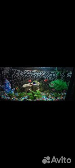 Аквариум с рыбками